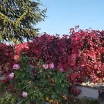 My Flowers *