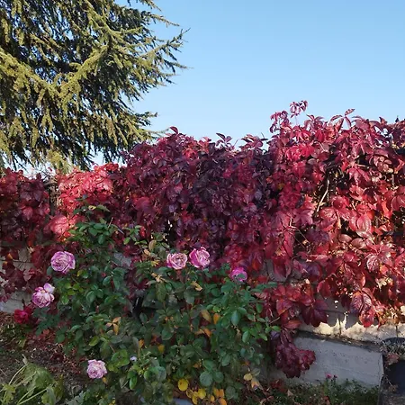 My Flowers *