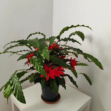 My Flowers *