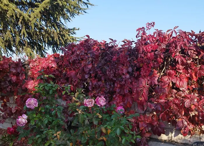 My Flowers *