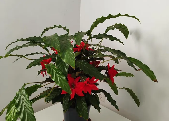 My Flowers *